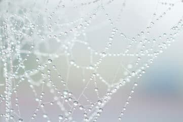 photograph of spiderweb with droplets on the threads